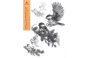 آموزش گام به گام طراحی پرندگان موری آسنگ ترجمه ی شیوا بخت مینو انتشارات یساولی